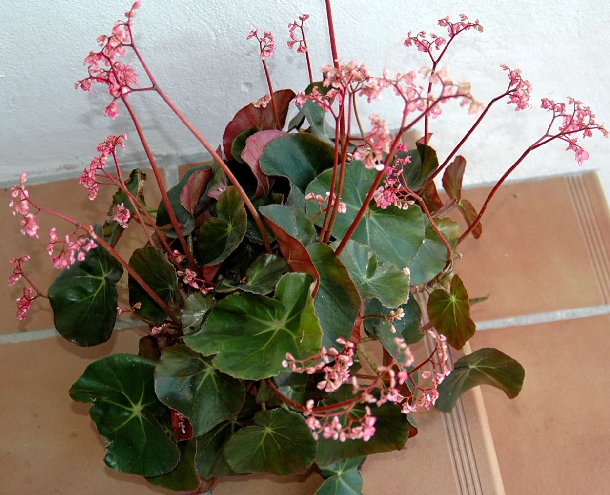 Бегония краснолистная