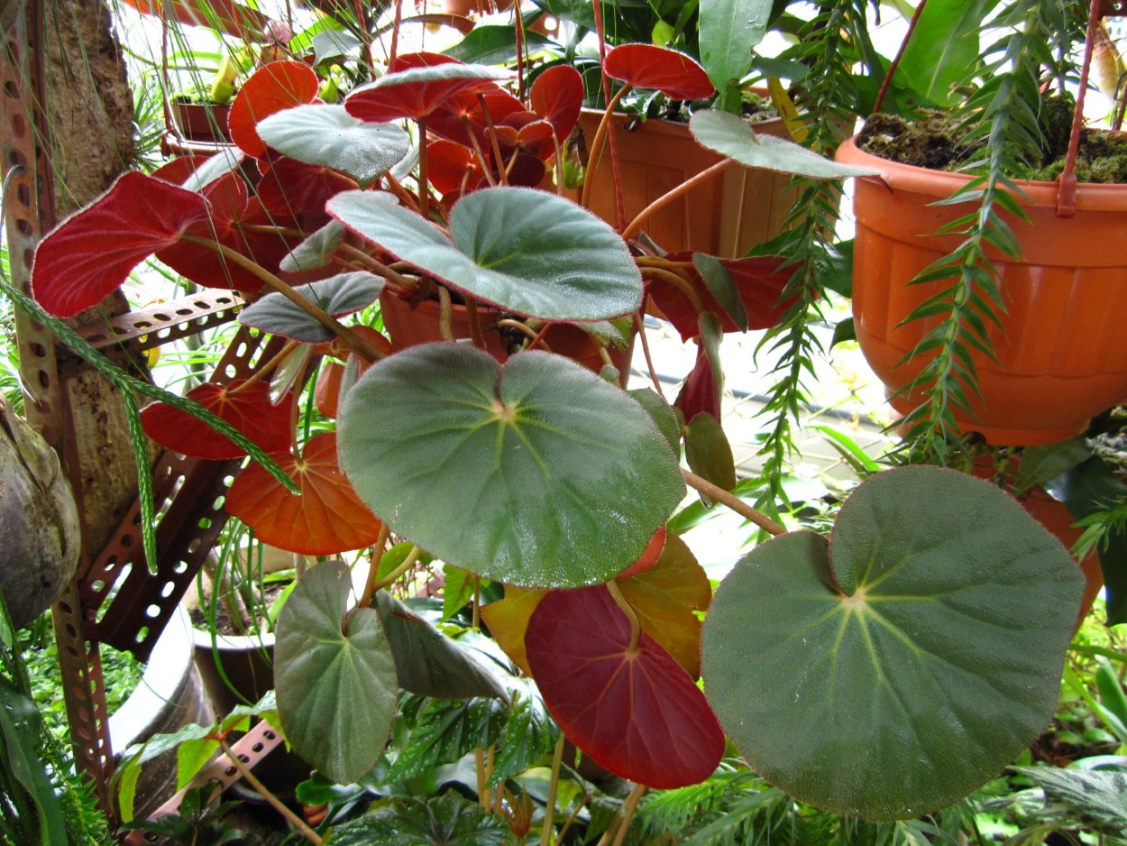 Begonia acetosa