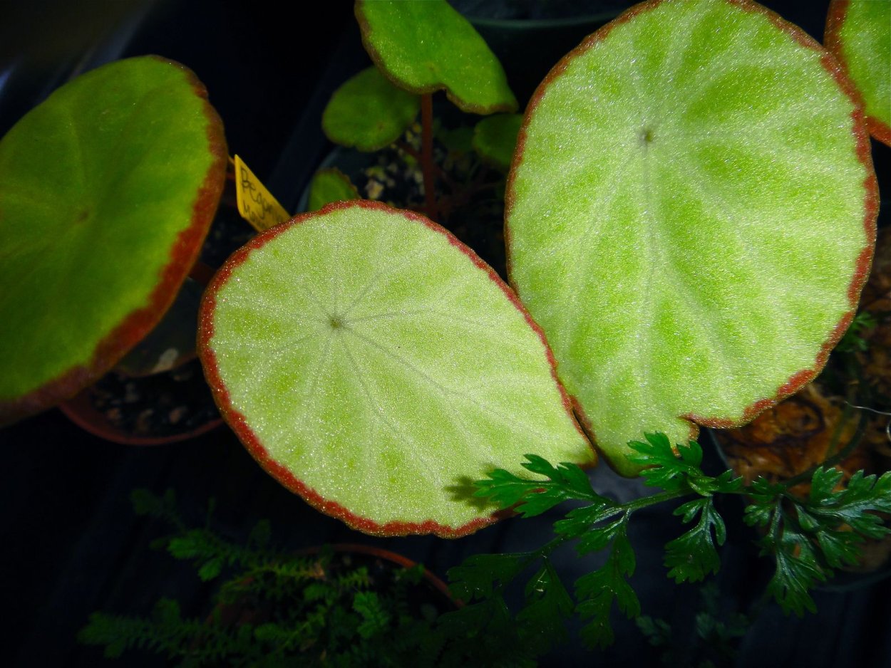 Бегония Криспула