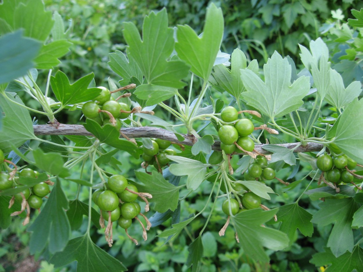 Смородина золотистая (ribes odoratum