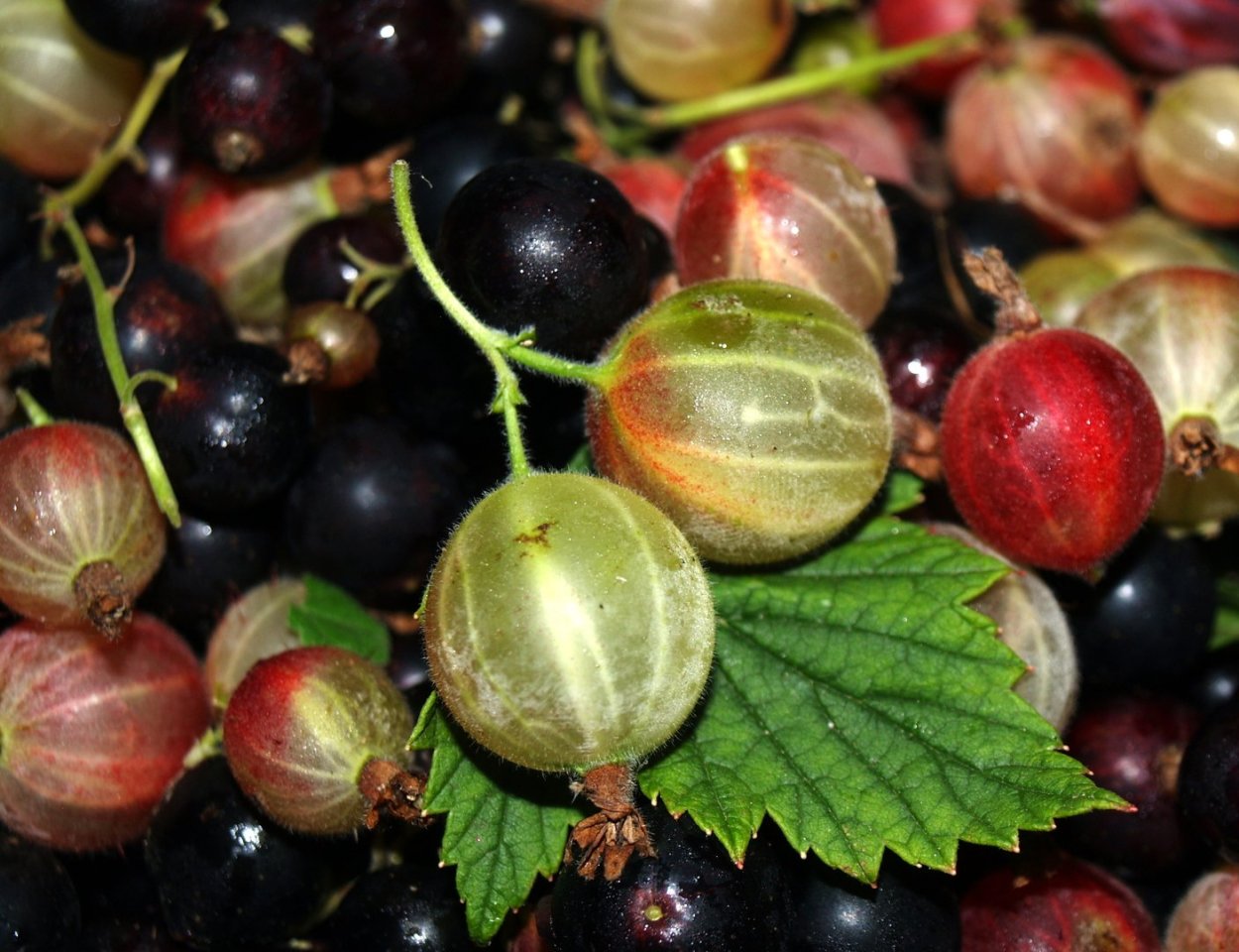 Смородина черная сорт Сибилла куст