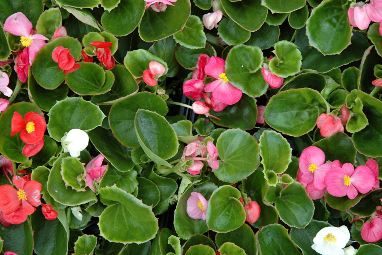 Бегония клобучковая вечноцветущая