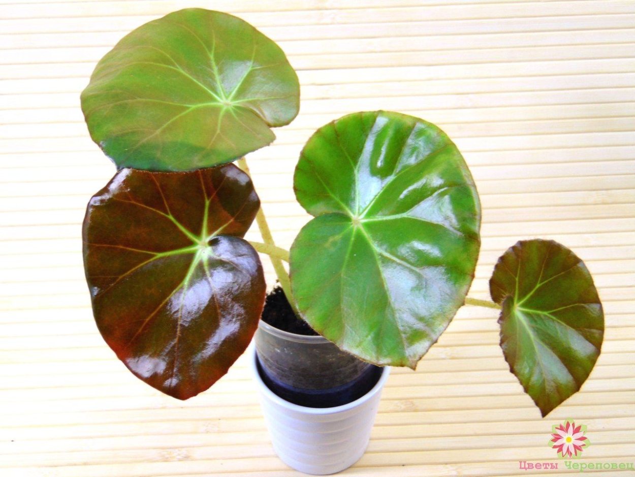 Бегония краснолистная