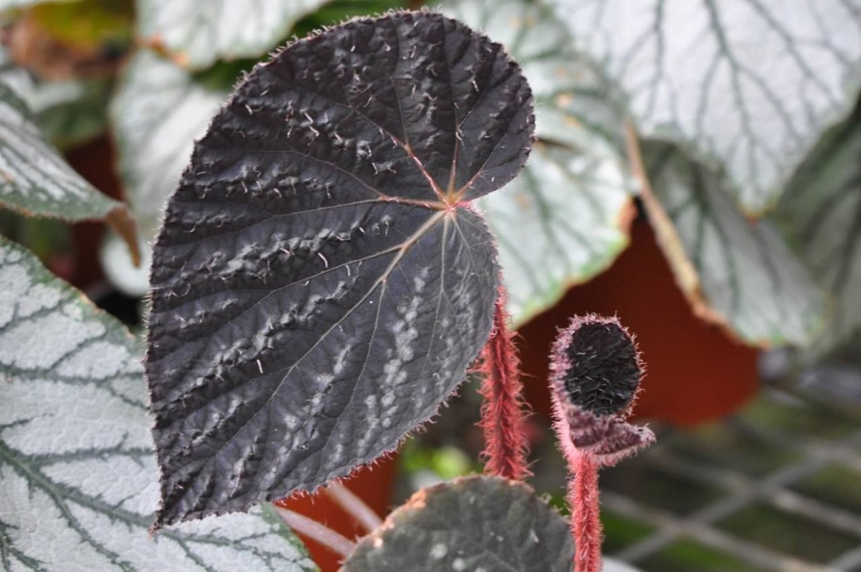 Бегония вьюнковая