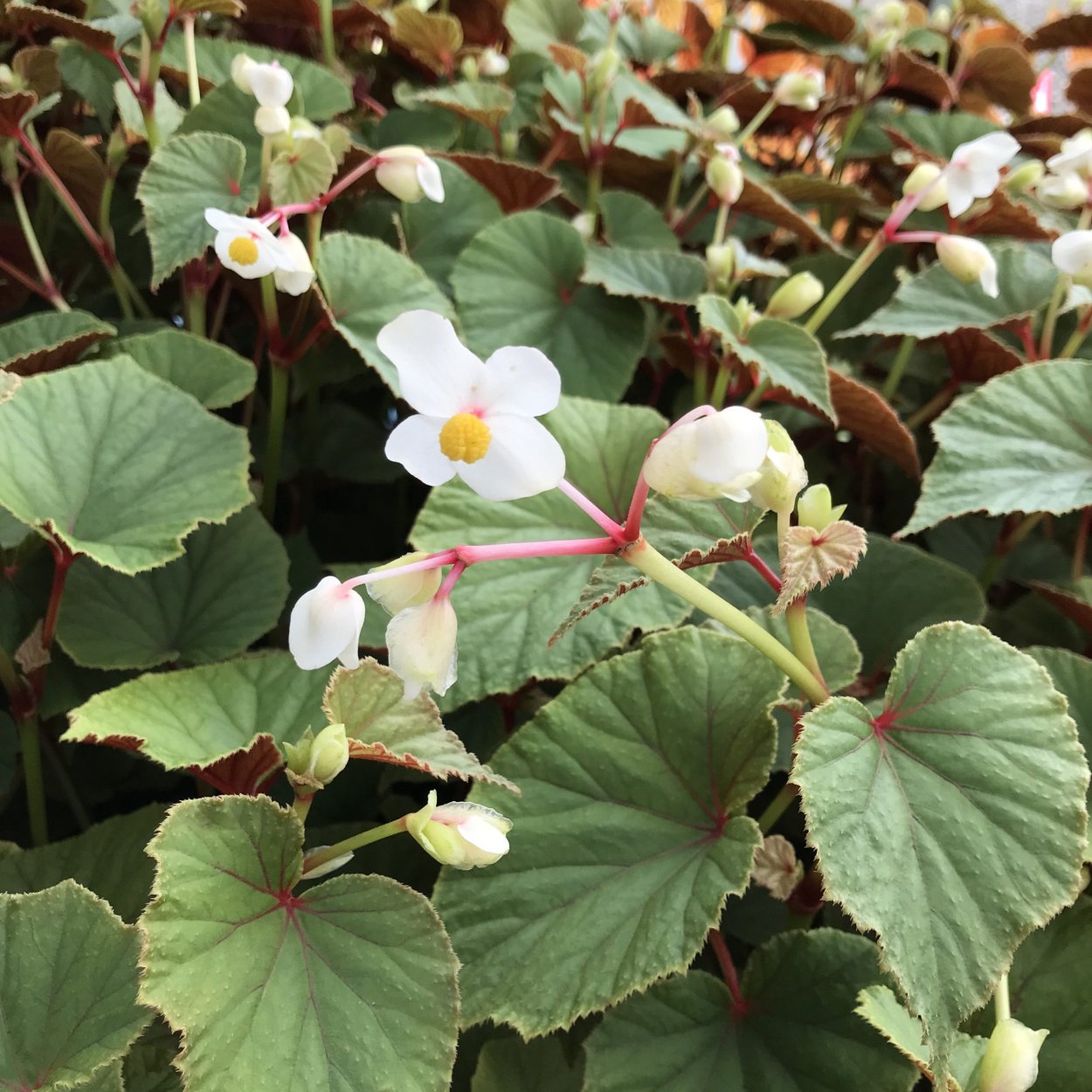 Begonia Grandis