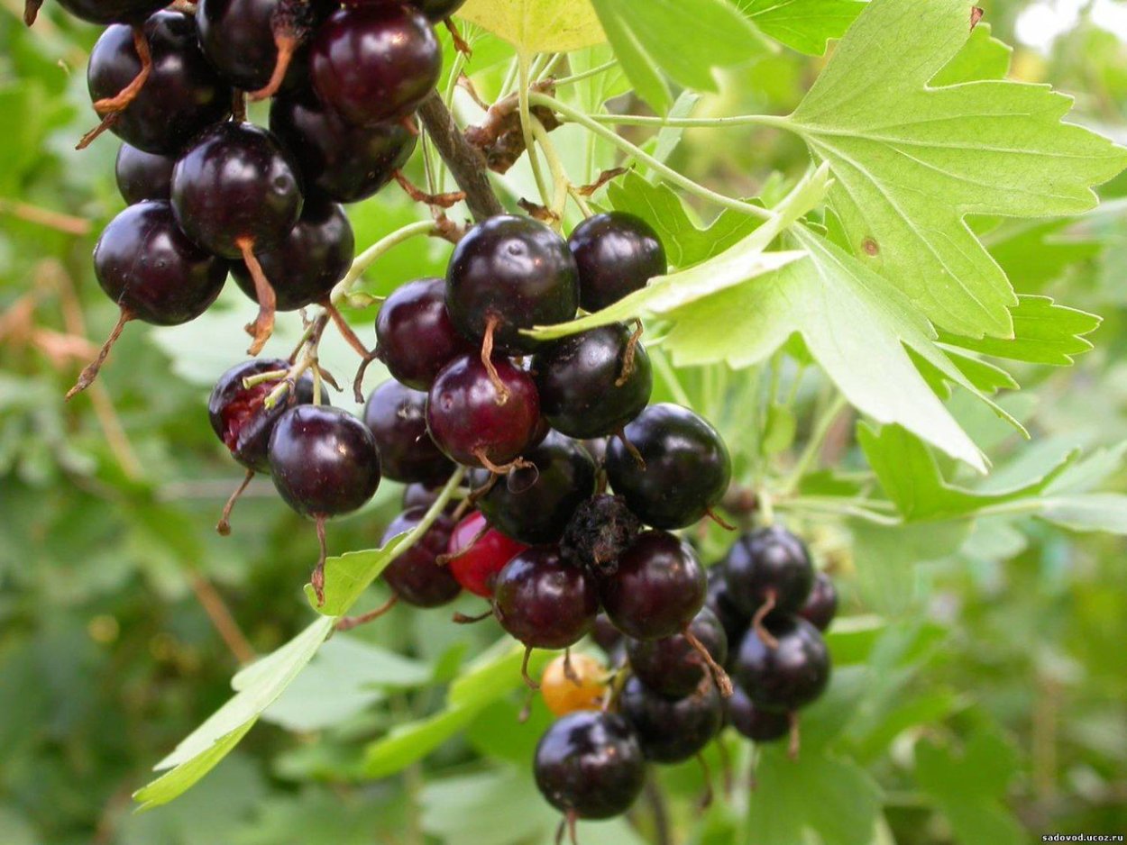 Лесная смородина репис