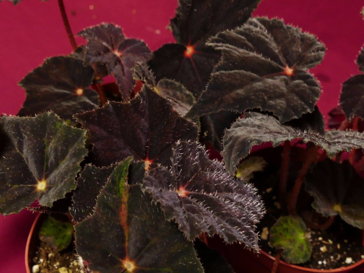 Бегония DS призрак