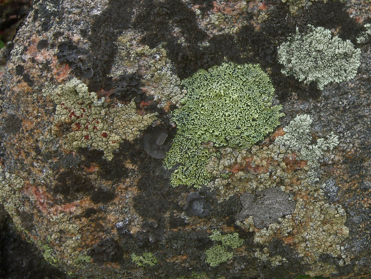 Лихенизированные грибы лишайники