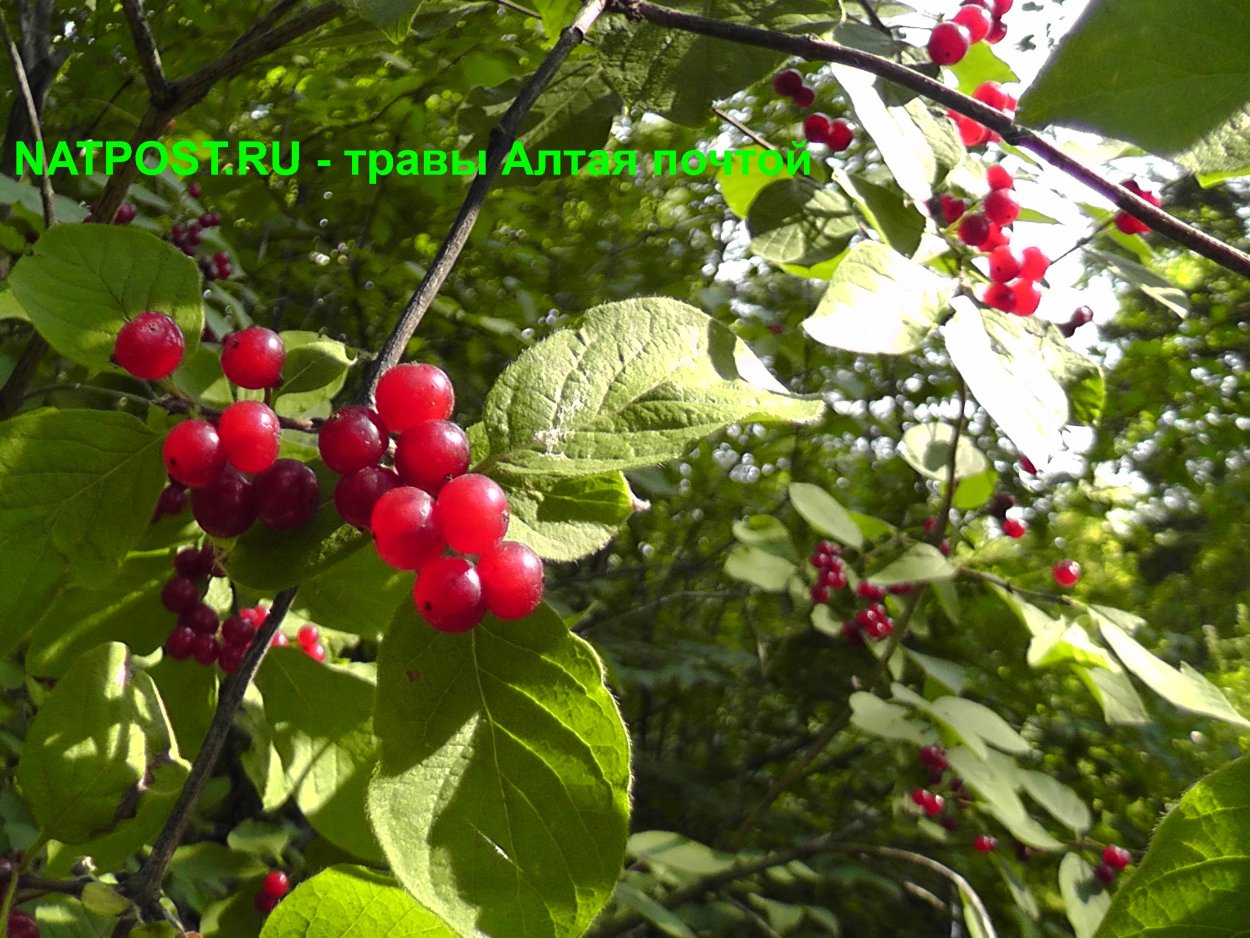 Каренда ягода Алтая
