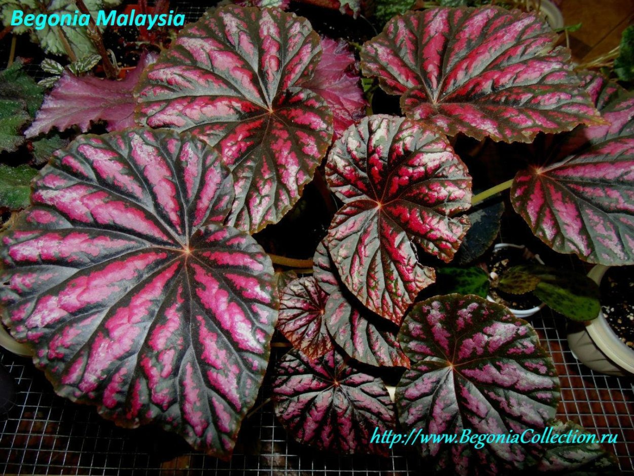 Бегония Малайзия