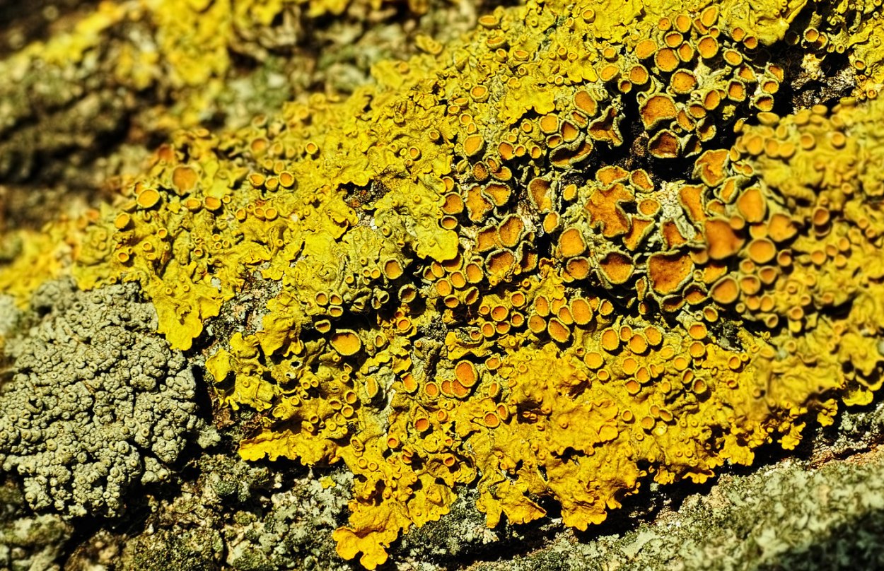 Оранжевый накипной лишайник