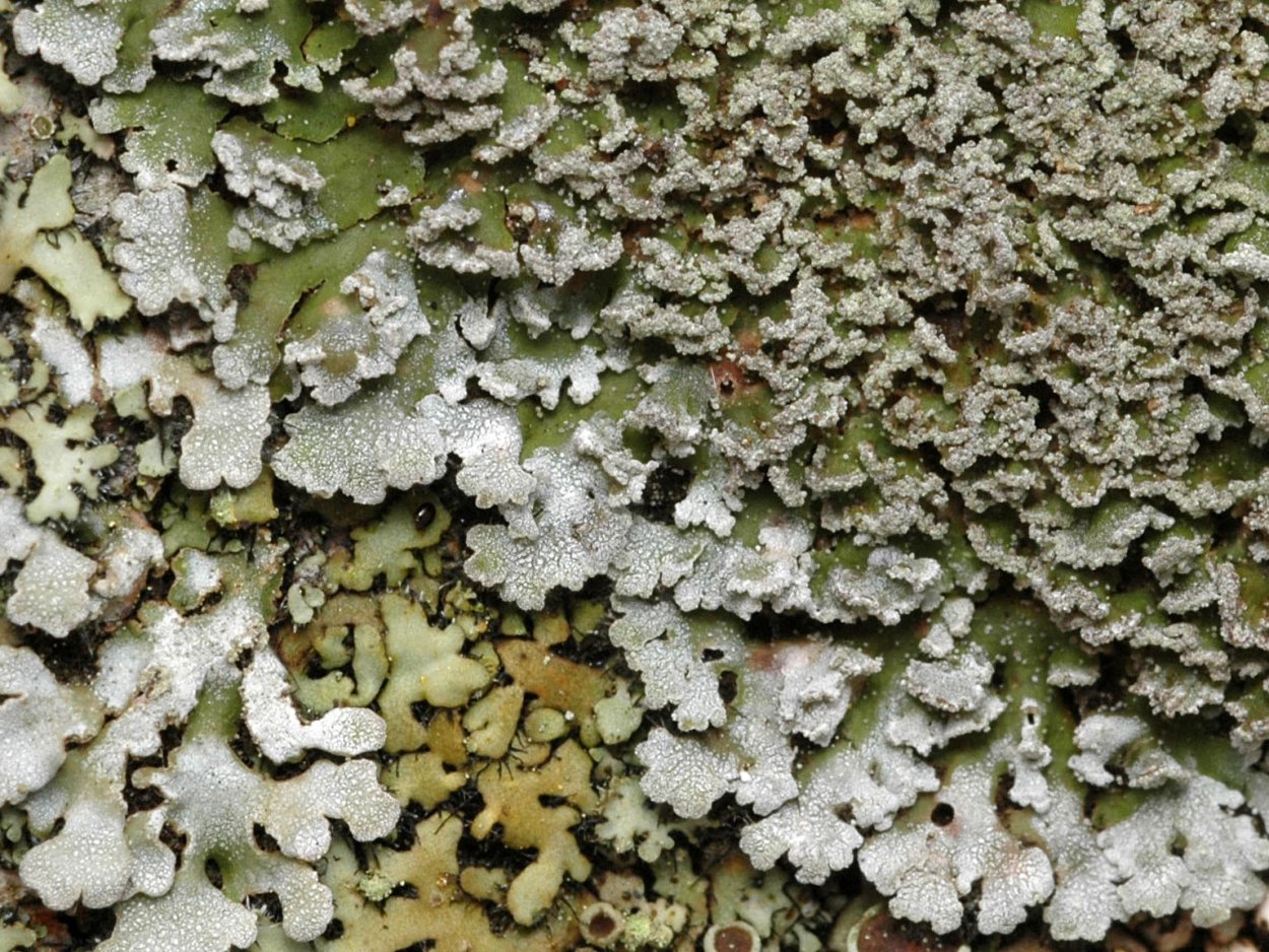 Phaeophyscia nigricans