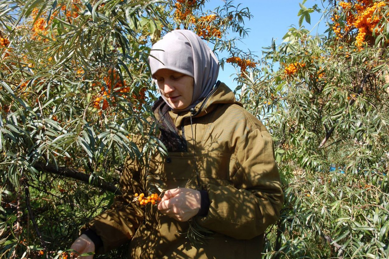 Ягода шефердия и облепиха