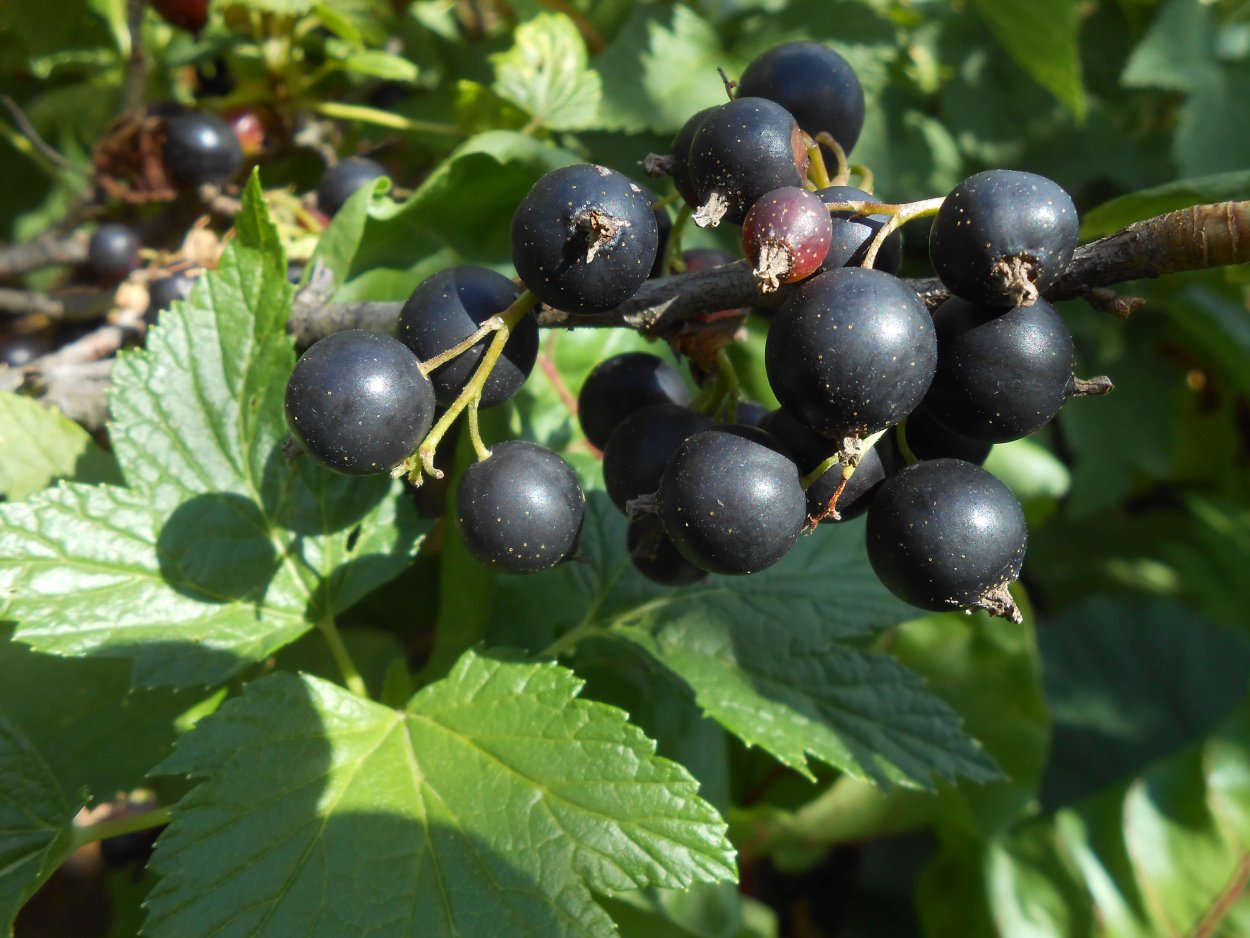 Каренда ягода