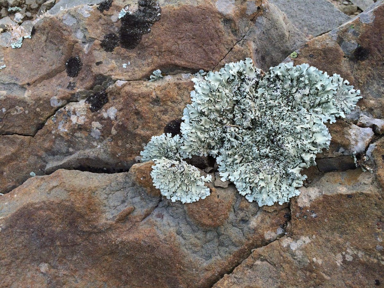 Накипные лишайники на камнях