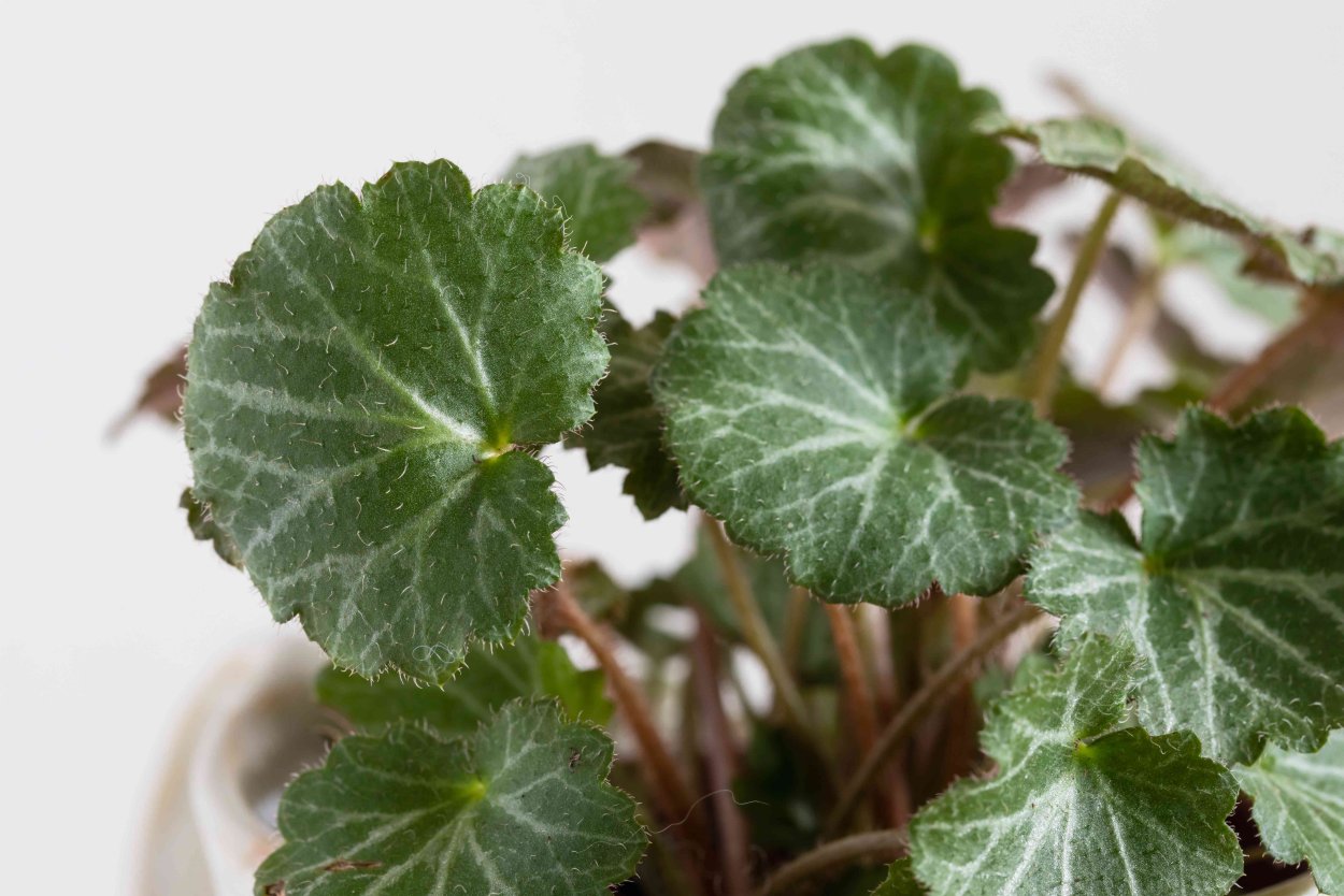 Камнеломка Столонифера