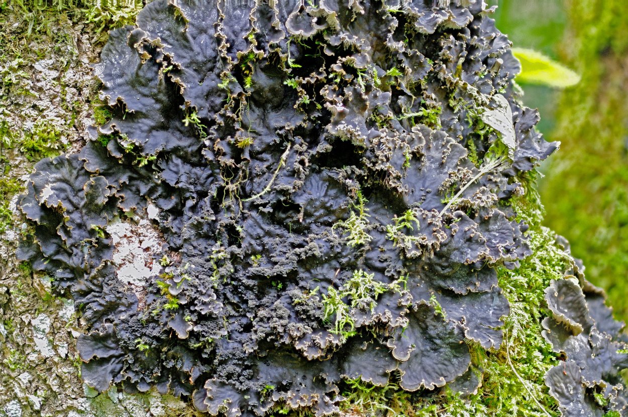 Пельтигера окаймленная