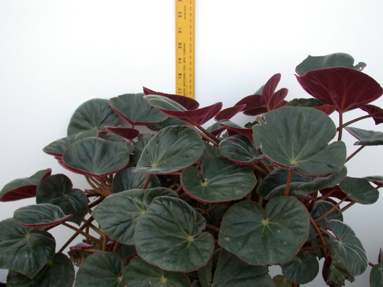 Begonia acetosa