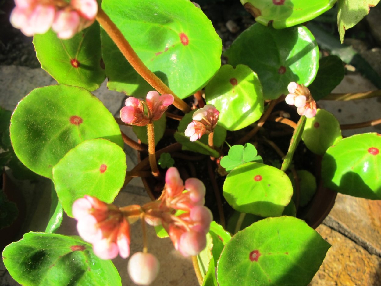 Бегония раковинолистная