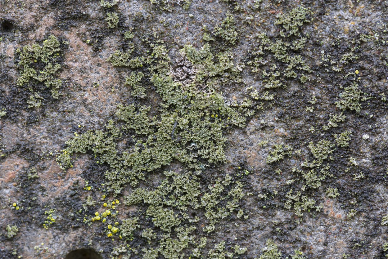 Лишайник Феофисция