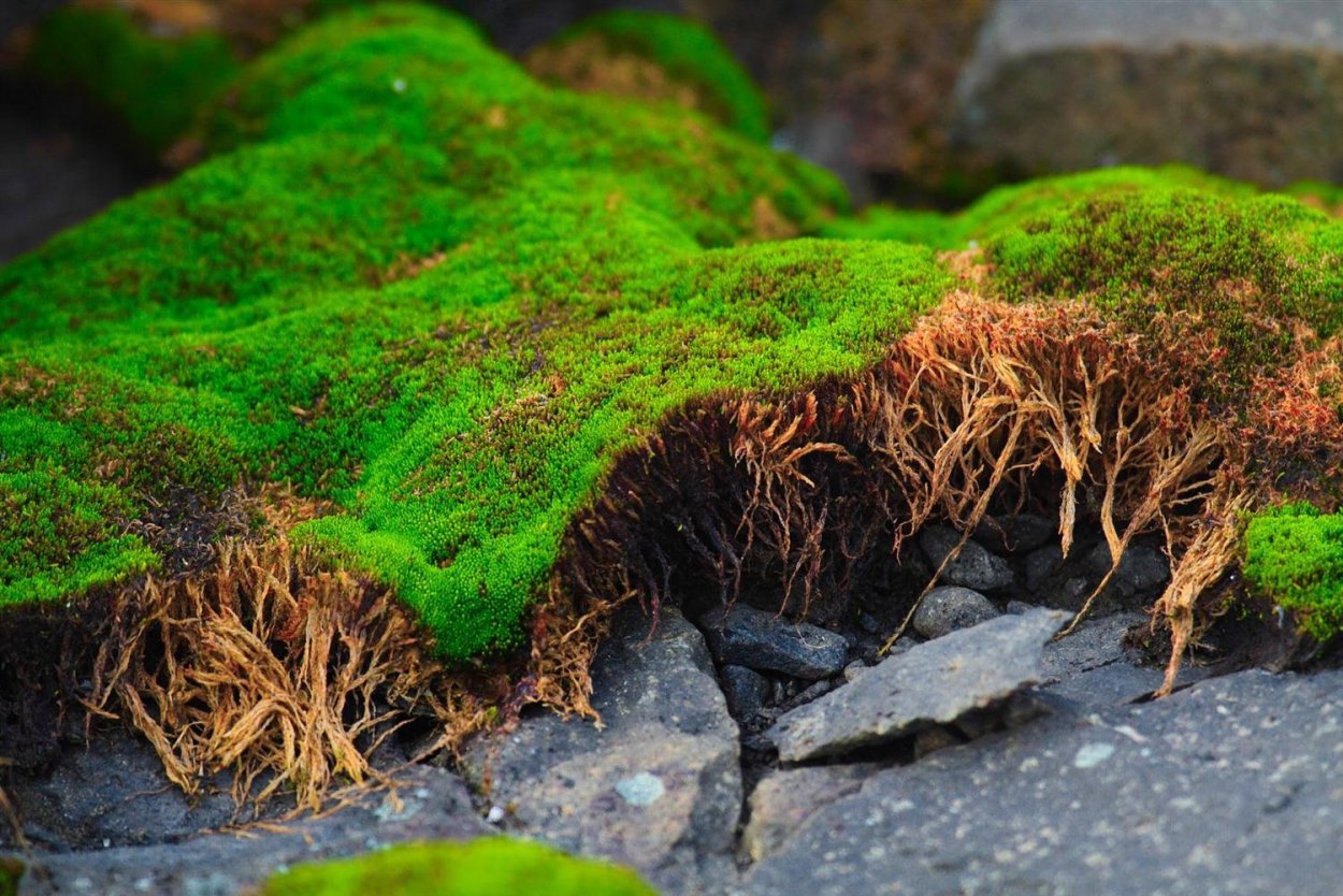Мох сфагнум в тундре