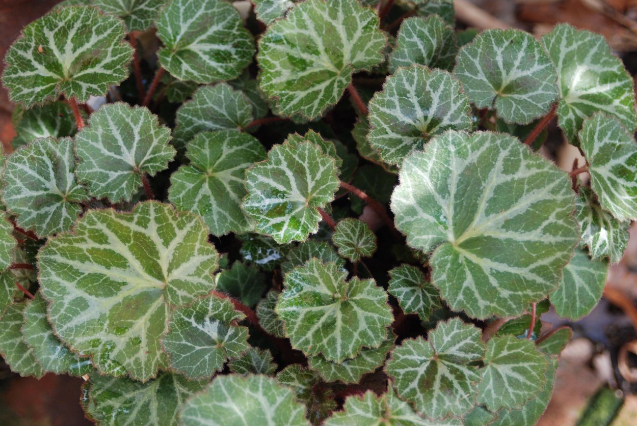 Бегония Стравберри