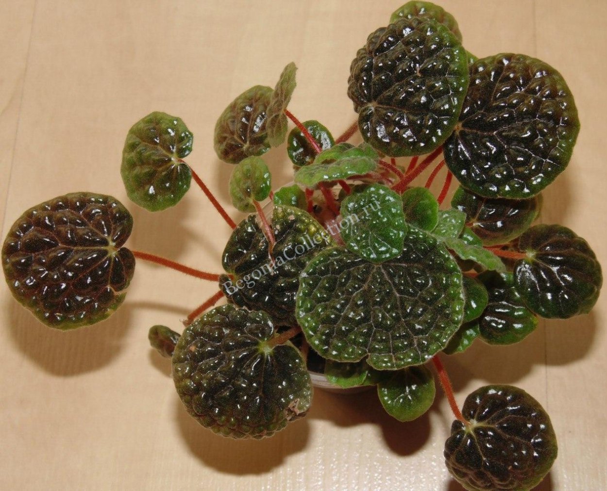 Бегония буллатифолия