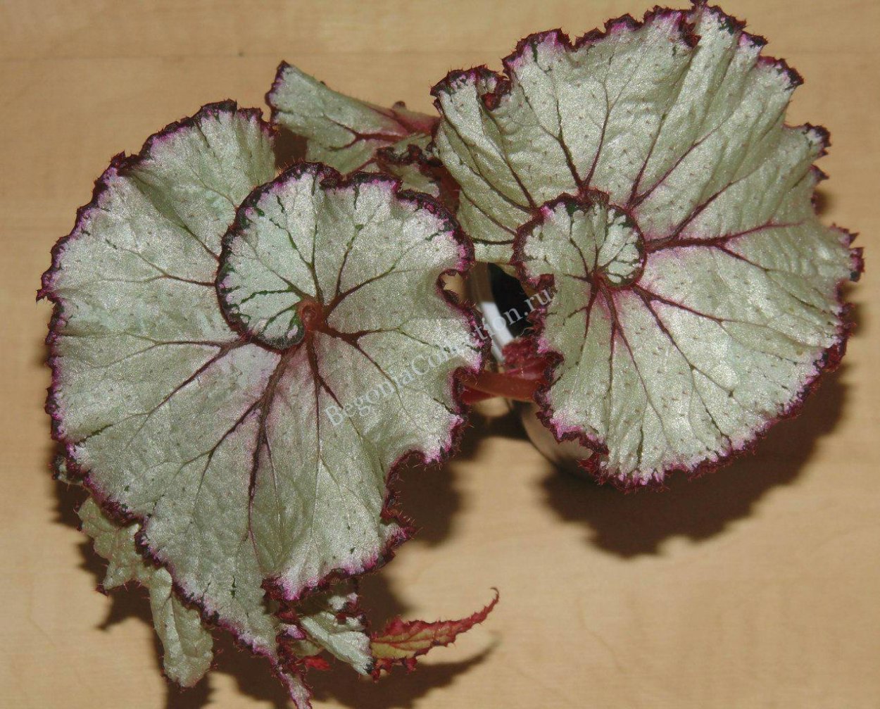 Бегония Изабель