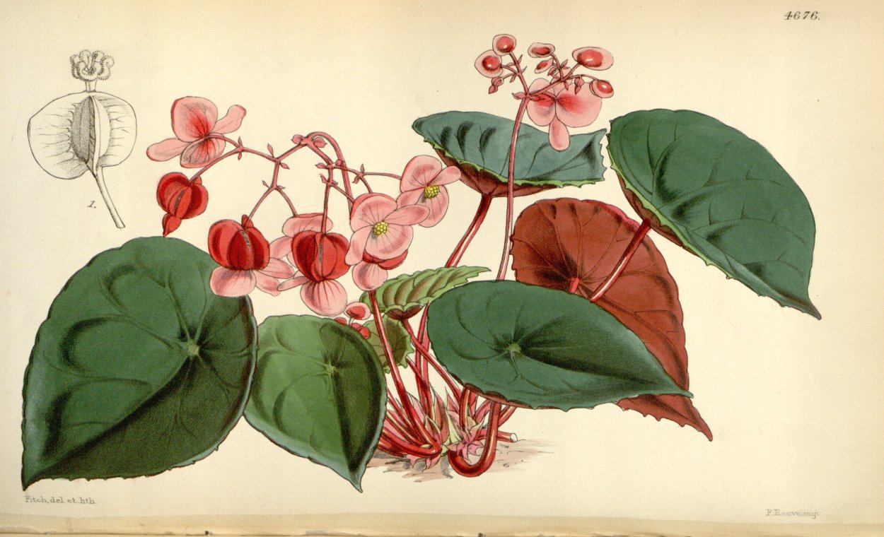 Бегония aridicaulis