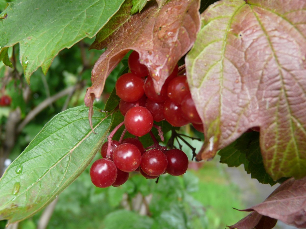 Смородина репис