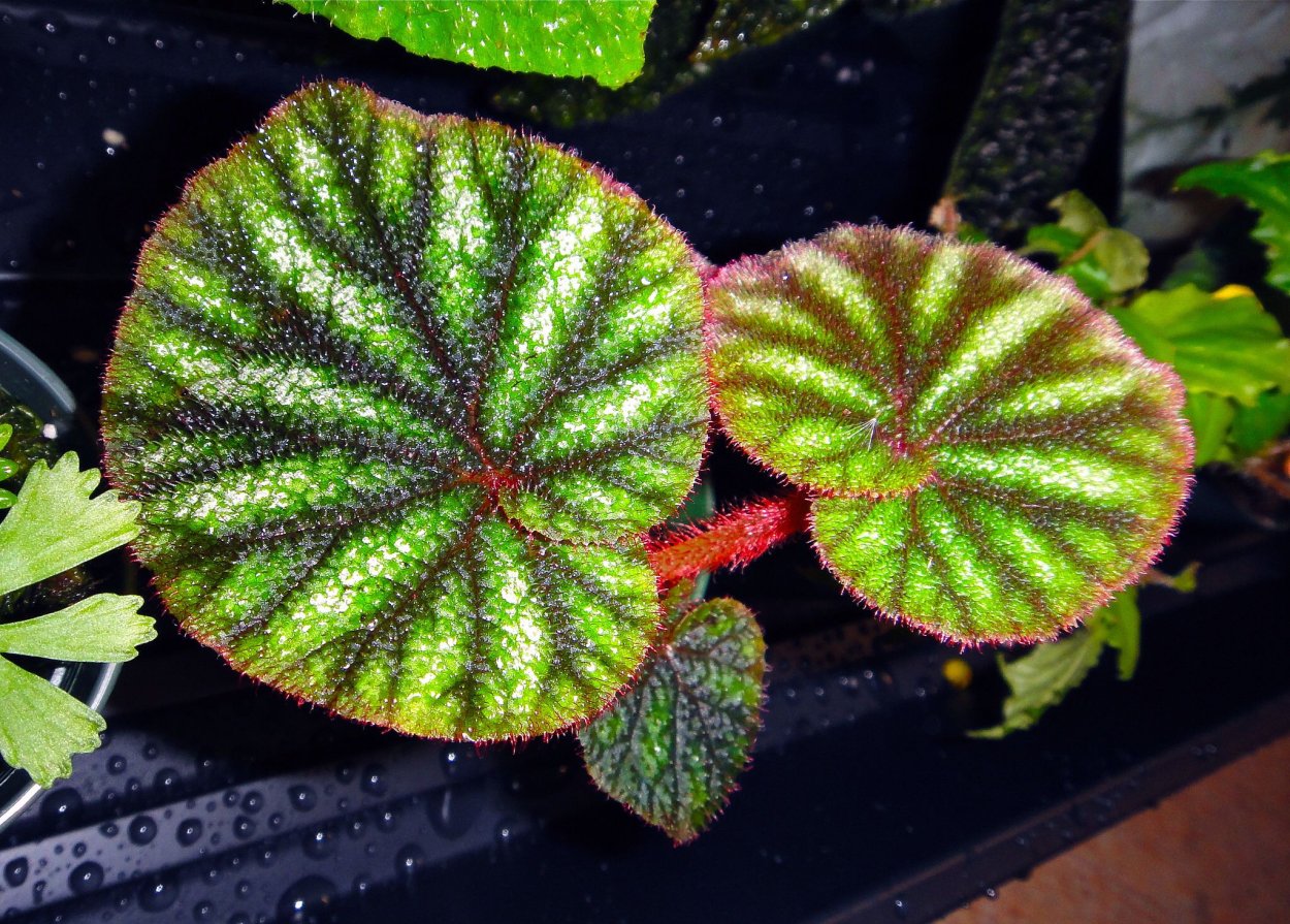 Бегония debaoensis