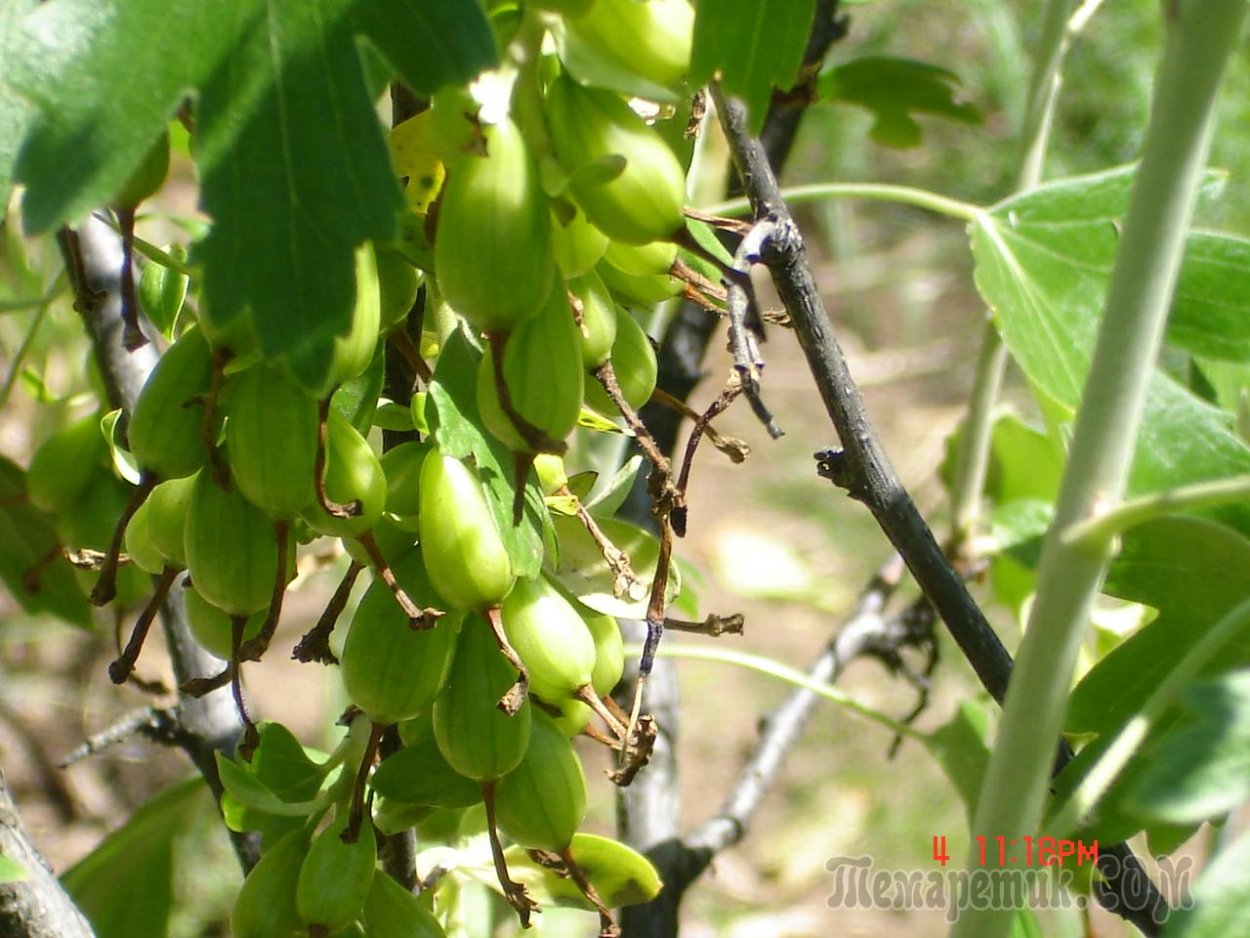 Крандаль смородина золотистая