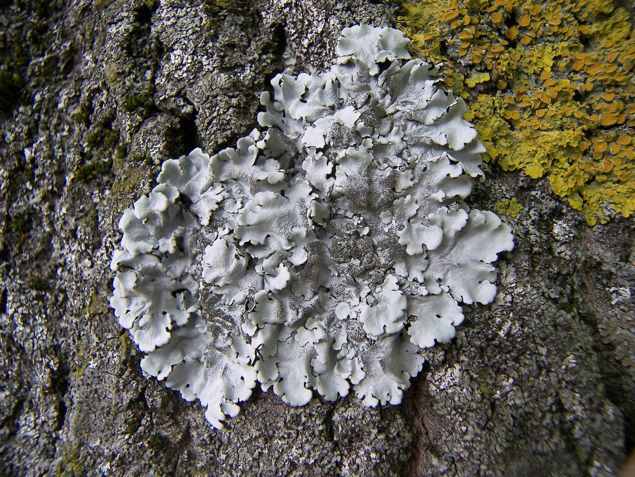 Пармелия лишайник