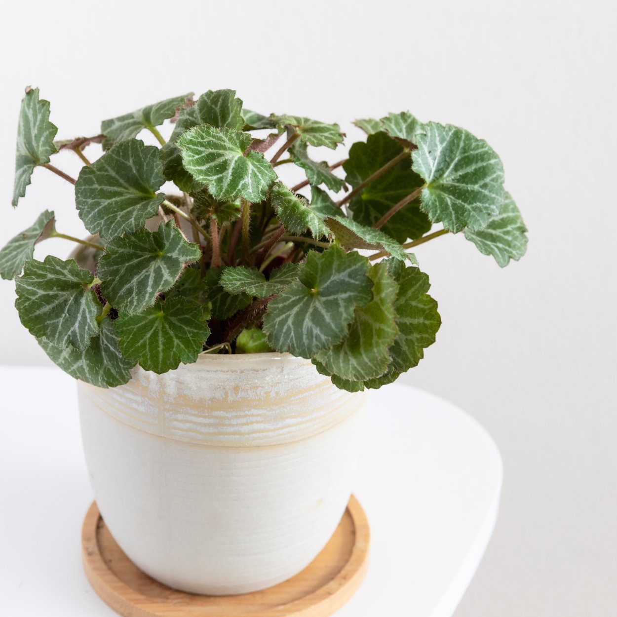 Земляничная бегония