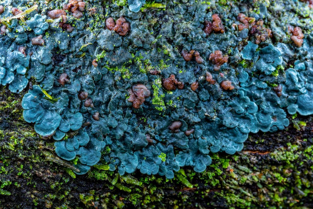 Зеленый накипной лишайник