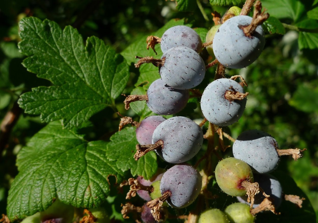 Смородина бессемянная