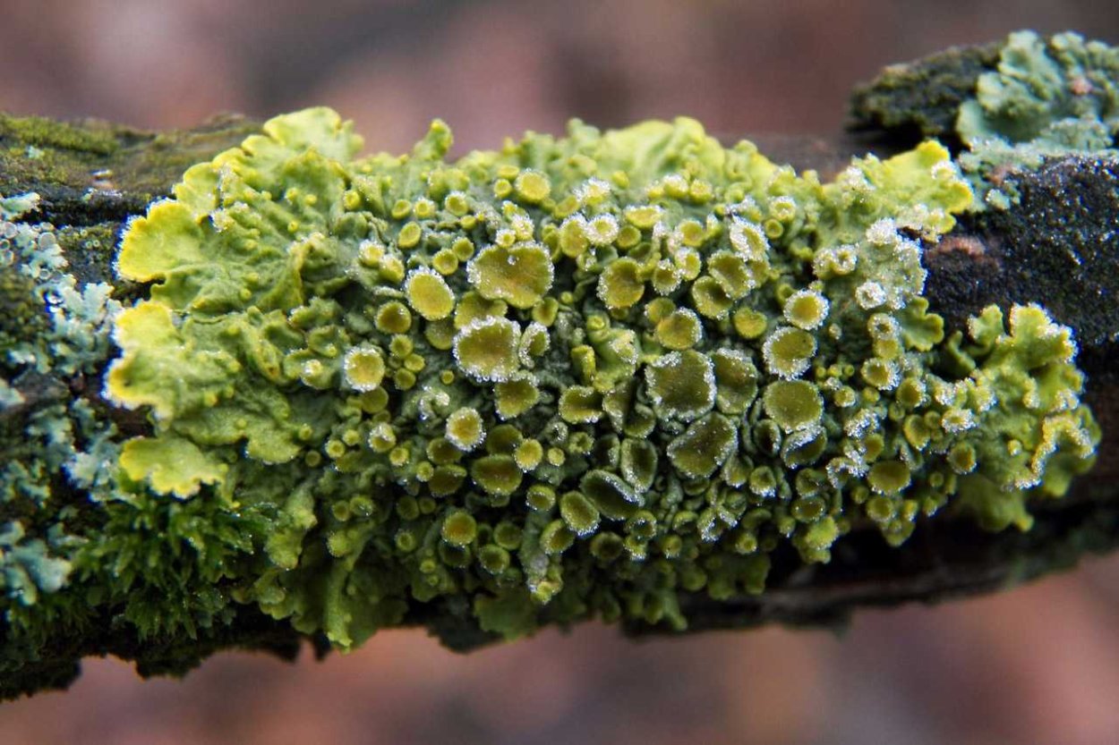 Листоватые лишайники