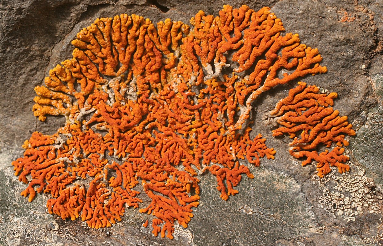 Ксантория элегантная