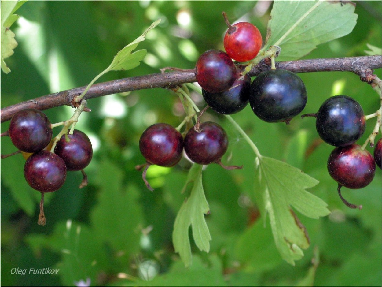 Смородина золотистая Мускат