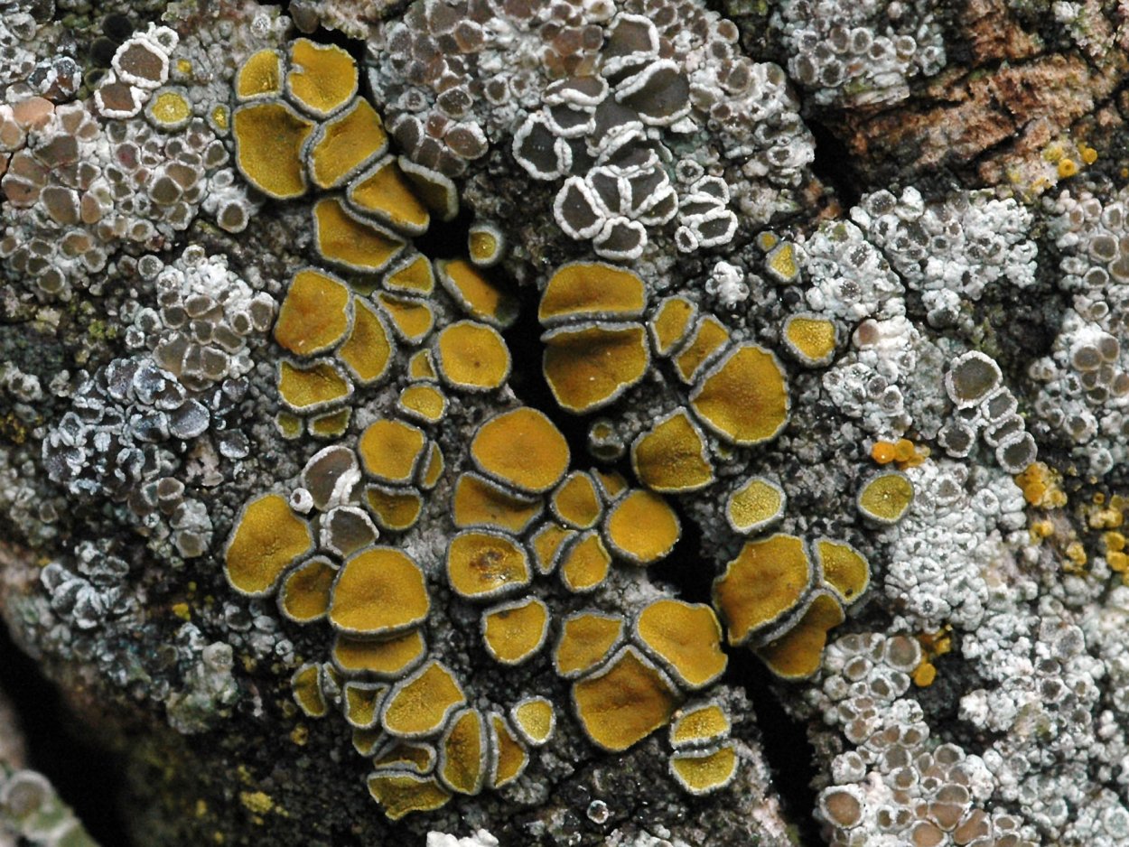 Накипные лишайники калоплака