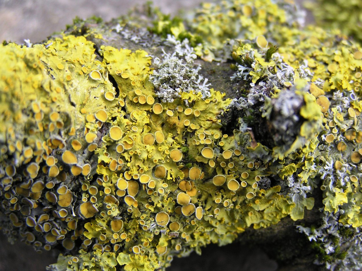 Пармелия и ксантория