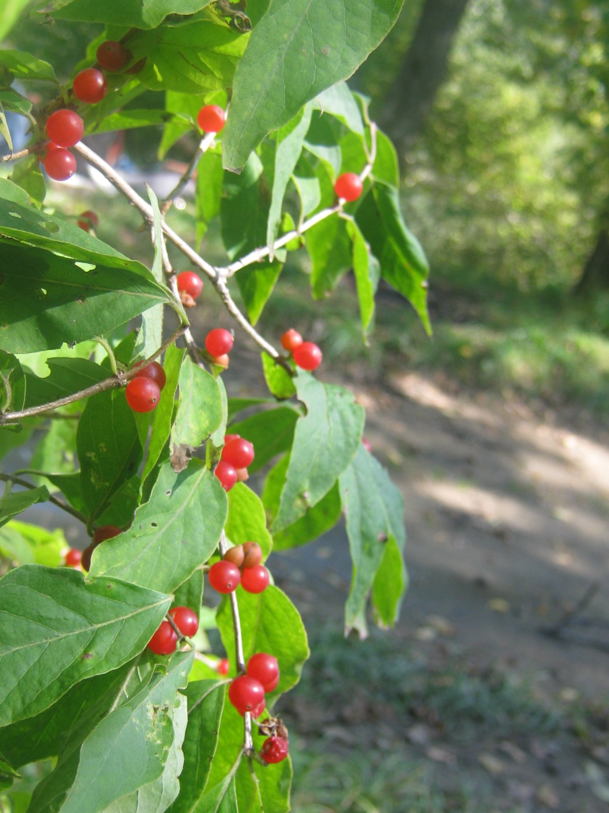 Каренда ягода Алтая