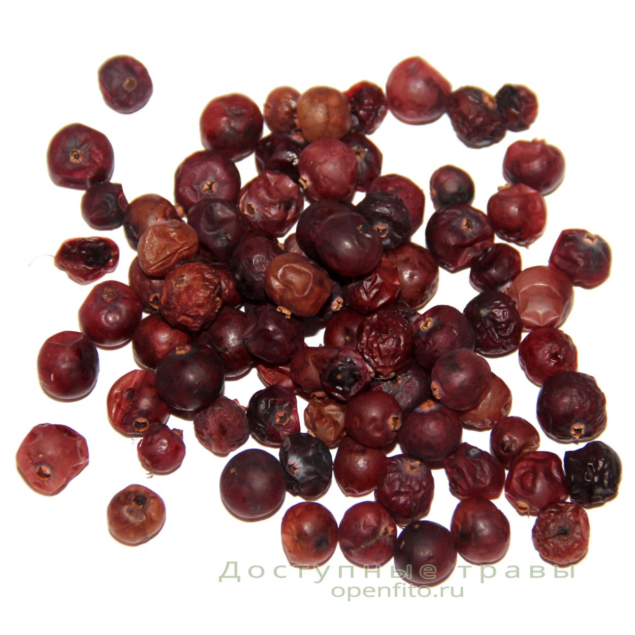 Йошта гибрид крыжовника