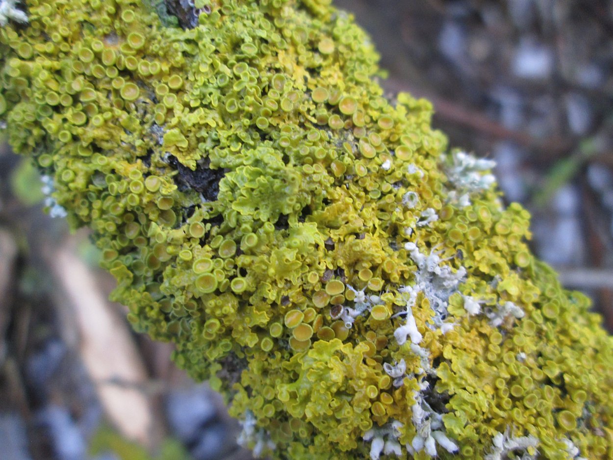 Лихенизированные грибы лишайники