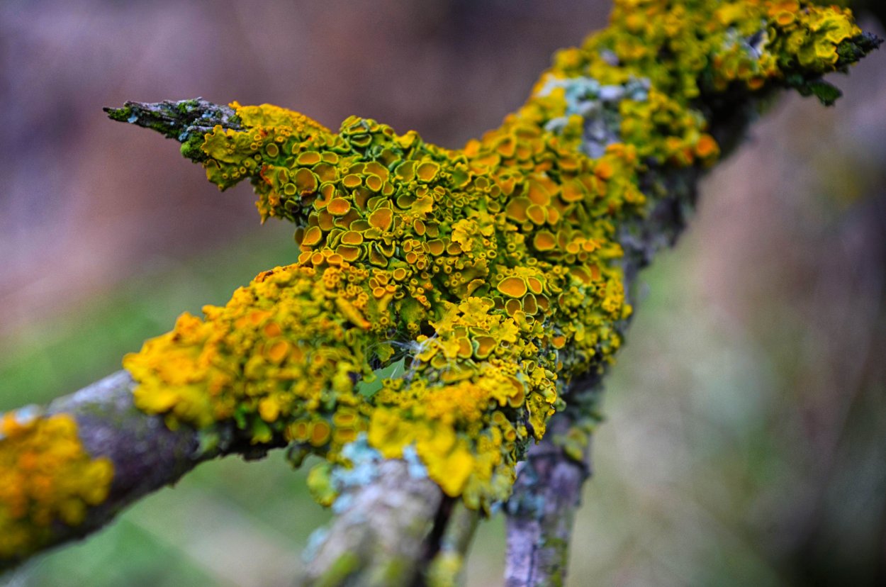 Накипные лишайники