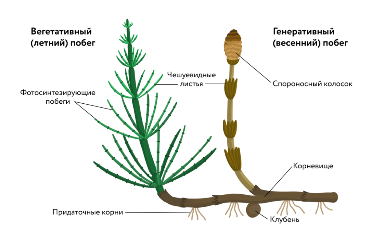 Спороносный колосок селагинеллы