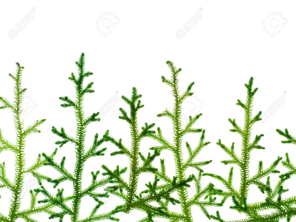 Селагинелла колосок