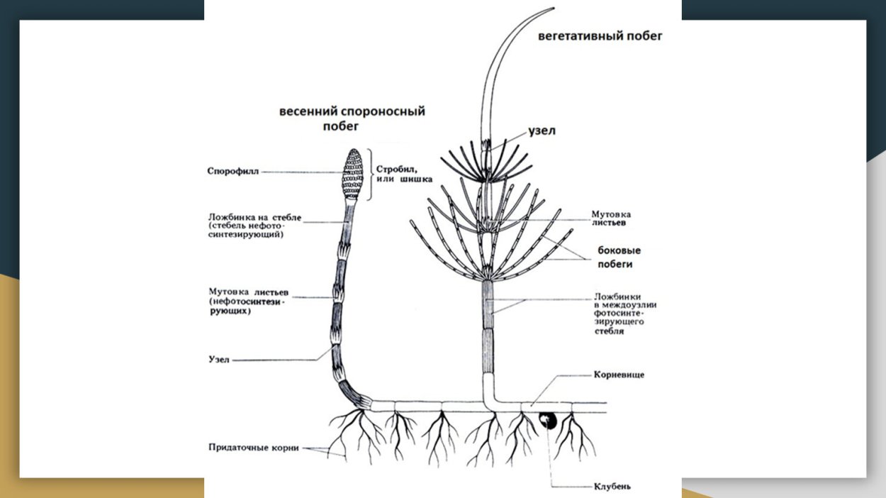 Листья плауна
