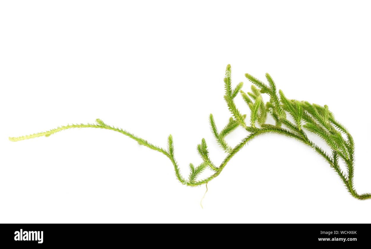 Чешуевидные листья хвоща