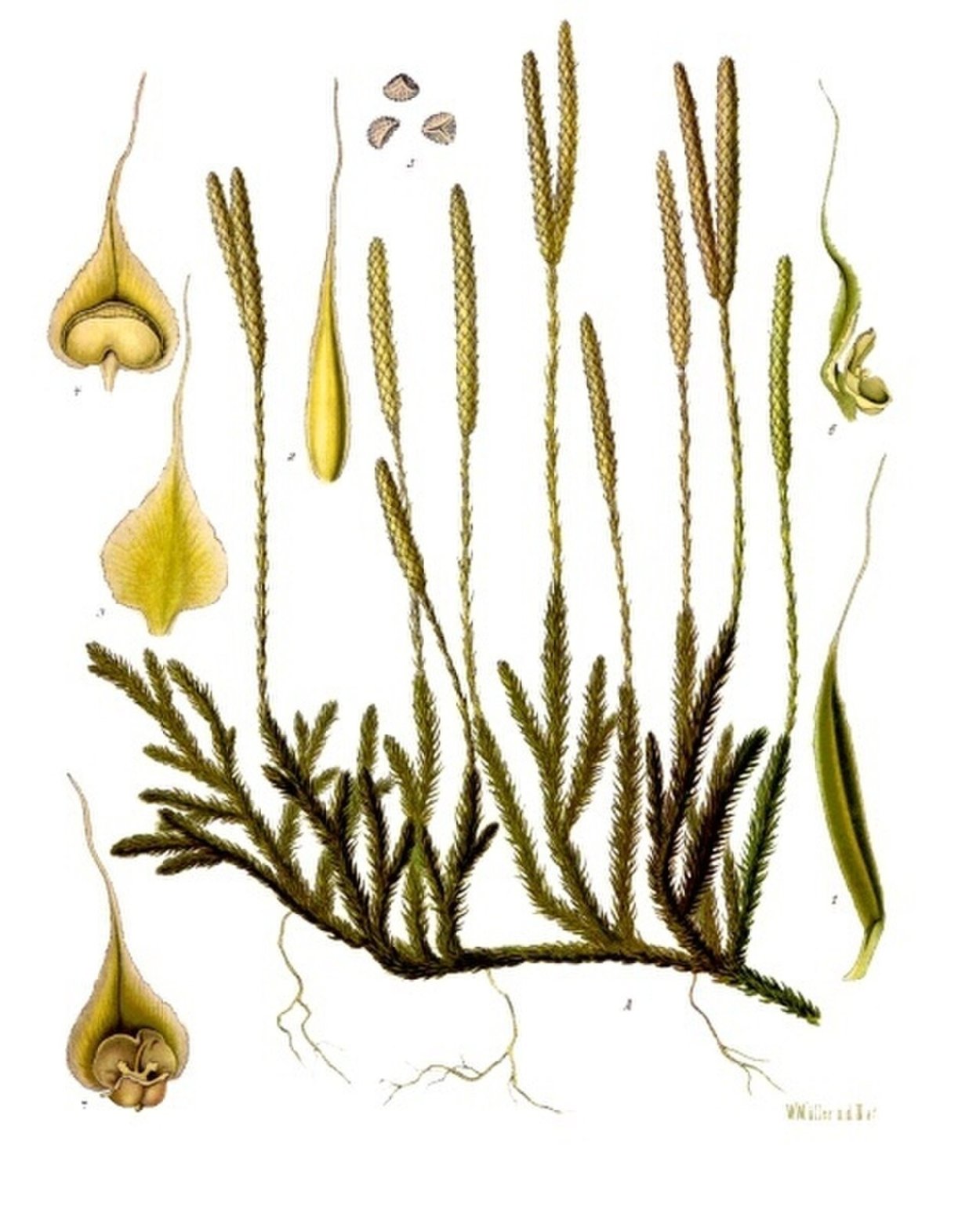 Плауновидные и Хвощевидные